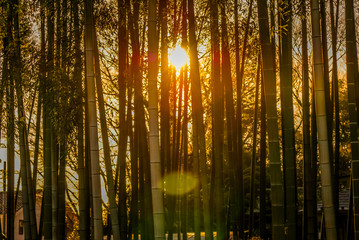 Obraz premium 夕日に照らされた竹林のイメージ