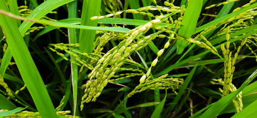Latar belakang tanaman padi di sawah