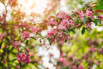 Flowering branches of apple trees. Cherry flowers in the sunset. Spring scene. Awakening of nature in springtime.