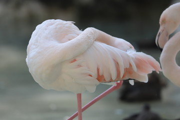pink flamingo on the beach.