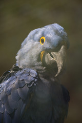 blue and yellow macaw ara © Jerhus