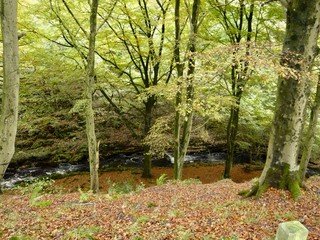 Teeming With Life and Color 