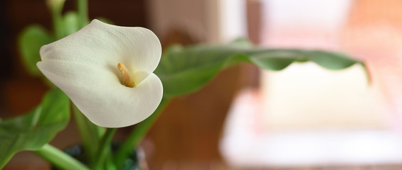 Obraz premium White lily in home decoration with blur background.