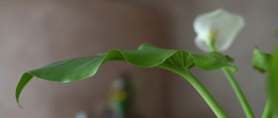 Lily leaf in the decoration of a house made of adobe.