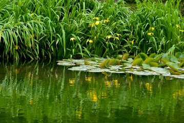 水辺のキショウブの花
