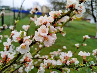 Flowering nanking cherry in morning dew. Mobile photo with selective focus. horizontal photo orientation
