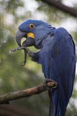 blue and yellow macaw ara © Jerhus