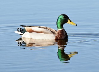 Mallard duck on the water