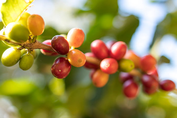 florada, fruto, grão de café 
