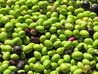 Harvest, several natural green and black olives freshly picked from an olive tree. Product illuminated by the sun and ready to produce virgin olive oil.