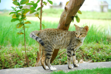 Obraz premium domestic cats in the fields