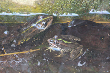 A pair of Common Frogs (Pelophylax perezi) on a raft
