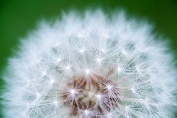 Foto auf Acrylglas Dandelion macro detail, symbol of spring © eneko_at