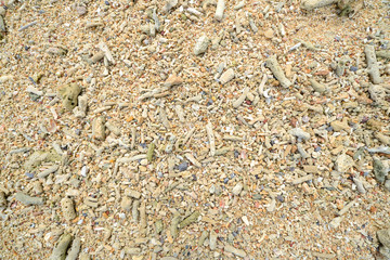 Corals stones shells sticks and sand on the beach