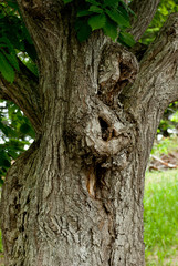 Obraz premium ゴツゴツした大きな木の幹