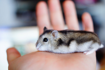 かわいいジャンガリアンハムスターのイメージ プルーサファイア Wall Mural Kanzilyou