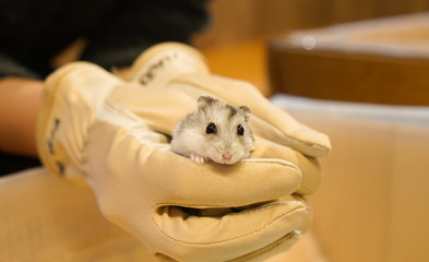 かわいいジャンガリアンハムスターのイメージ プルーサファイア Wall Mural Kanzilyou