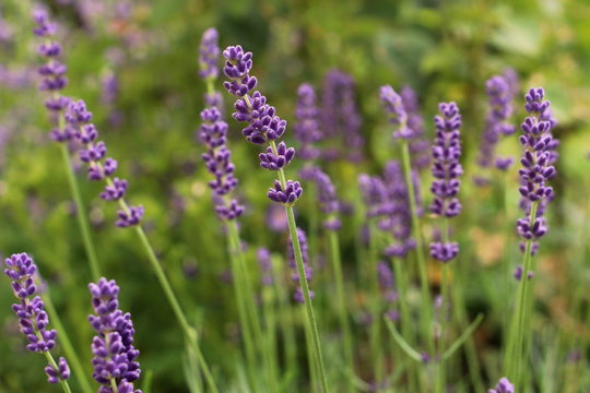 Close-up Of Lavender Blooming On Field © marcela johanidesova/EyeEm