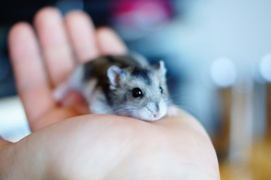 378 Best ジャンガリアンハムスター Images Stock Photos Vectors Adobe Stock