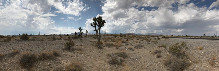 Obraz premium desert cactus sand sky blue brown sage weed landscape clouds