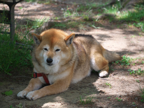 Tokyo,Japan-May 5, 2020: Shiba dog taking rest under a tree on a sunny day

