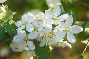 white apple blossoms close up on the outdoor