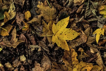 Cálida tarde de otoño 