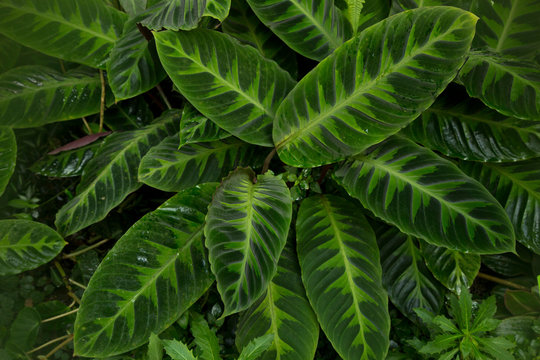 Calathea warscewiczii, Maranta warscewiczii, Phyllodes warscewiczii .