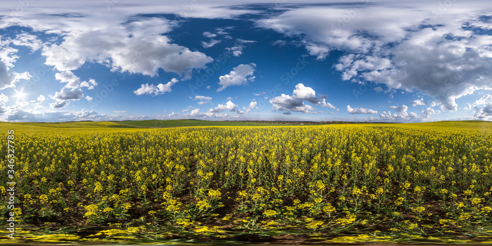 Wall mural full seamless spherical hdri panorama 360 degrees angle view on among rapseed canola colza fields in