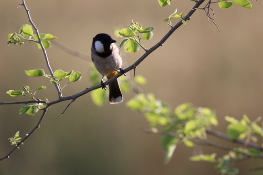 White Eared Bulbul.