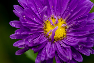 close up of a purple flower