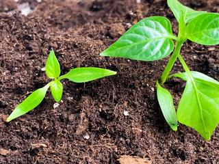 Concept of creating a new idea and financial growth