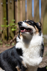 Happy smiling dog outside on a beautiful sunny day. Pembroke Welsh Corgi - black headed tri color. 
