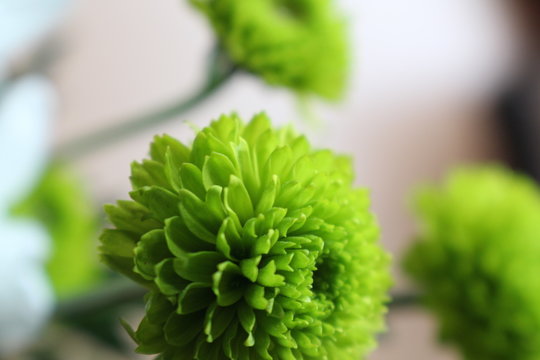 Close-up Of Green Dahlia Growing Outdoors