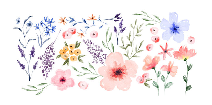 Watercolor spring flower set isolated