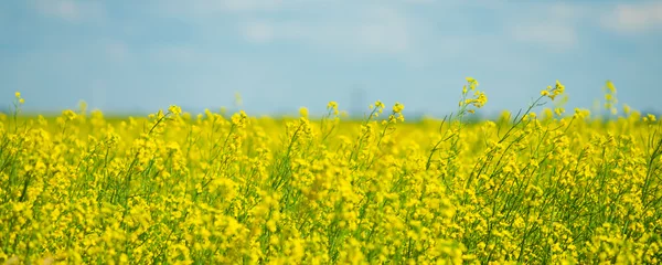 Foto op Plexiglas Canola Rapeseed field on a farm in Alberta © primestockphotograpy
