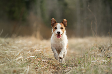 the dog runs in the field. Active pet in nature. Little Jack Russell Terrier