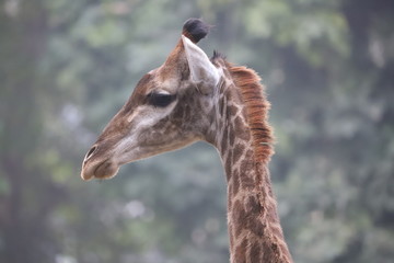 Giraffe Scientific name Giraffa close up neck and face.