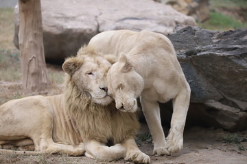 Fototapeta na wymiar Lion and Lioness love