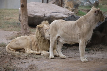 Fototapeta na wymiar Lion and Lioness love