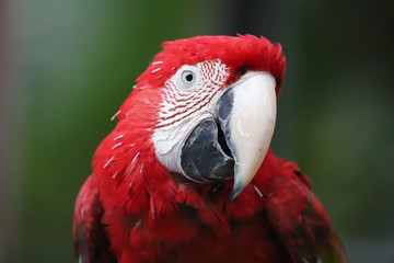 Scarlet Macaw (Ara macao) closeup.