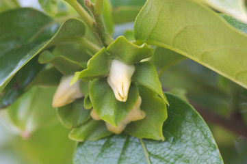 Close-up of a flower bud of persimmon fruit