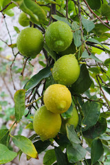 limones amarillos y verdes en plantas
