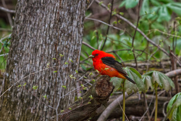 Male Scarlet Tanager perched in a forest during spring migration. 