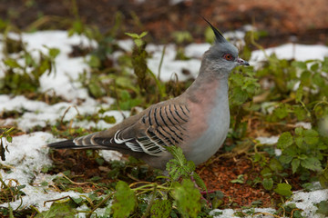 The Crested Pigeon (Ocyphaps lophotes).