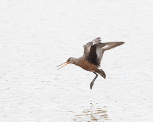 Hudsonian Godwit, Limosa haemastica, ornithology, birding, flight