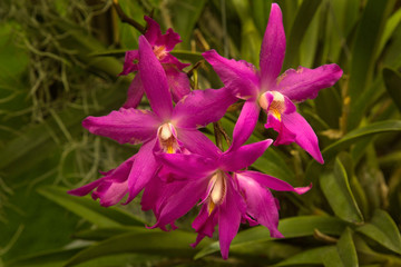 The Laelia gouldiana in the botanical garden.