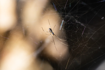 Filmy Dome Spider on Web in Springtime