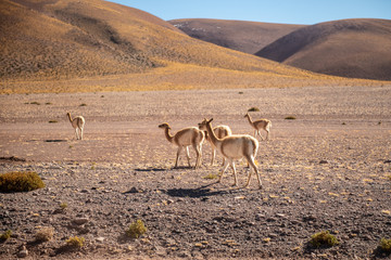Vicunhas no Deserto do Atacama, Chile