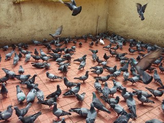 Flock Of Pigeons On Floor Against Wall